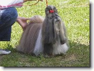 �icu, Shih-Tzu