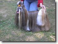 �icu, Shih-Tzu