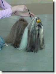 �icu, Shih-Tzu