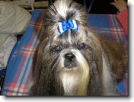 �icu, Shih-Tzu