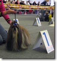 �icu, Shih-Tzu