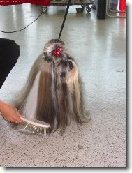 �icu, Shih-Tzu