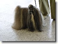 �icu, Shih-Tzu