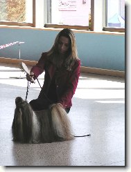 �icu, Shih-Tzu