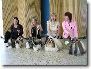 �icu, Shih-Tzu