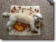 �icu, Shih-Tzu