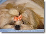 �icu, Shih-Tzu