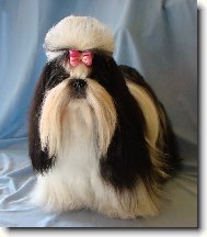 �icu, Shih-Tzu