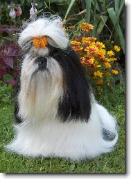 �icu, Shih-Tzu