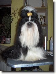 �icu, Shih-Tzu