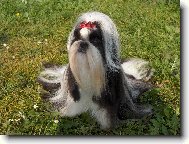 �icu, Shih-Tzu