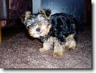 Jork��rsk� terier, Yorkshire Terrier,