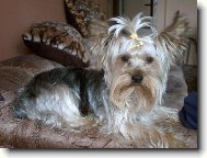 Jork��rsk� terier, Yorkshire Terrier,