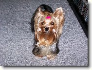 Jork��rsk� terier, Yorkshire Terrier,
