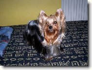 Jork��rsk� terier, Yorkshire Terrier,