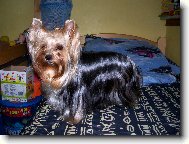 Jork��rsk� terier, Yorkshire Terrier,