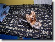 Jork��rsk� terier, Yorkshire Terrier,
