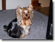 Jork��rsk� terier, Yorkshire Terrier,