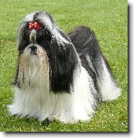 �icu, Shih-Tzu