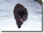 Deutscher spitz - Kleinspitz, German Spitz � Miniature Spitz