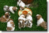 �icu, Shih-Tzu