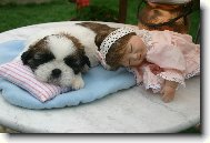 �icu, Shih-Tzu
