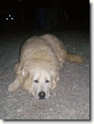 Cane da Pastore Maremmano-Abruzzese