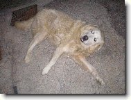 Cane da Pastore Maremmano-Abruzzese