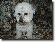 Bichon � poil fris�, Bichon Frise