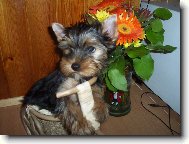Jork��rsk� terier, Yorkshire Terrier,