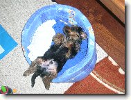 Jork��rsk� terier, Yorkshire Terrier,