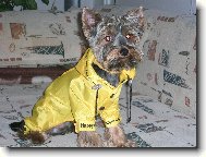 Jork��rsk� terier, Yorkshire Terrier,