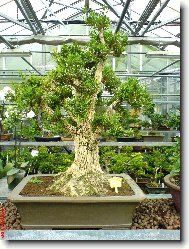 Buxus harlandii, buxus microphylla sinica, Zimostr�z