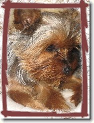 Jork��rsk� terier, Yorkshire Terrier,