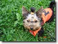 Jork��rsk� terier, Yorkshire Terrier,
