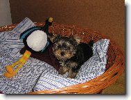 Jork��rsk� terier, Yorkshire Terrier,