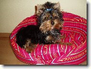 Jork��rsk� terier, Yorkshire Terrier,
