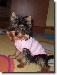 Jork��rsk� terier, Yorkshire Terrier,