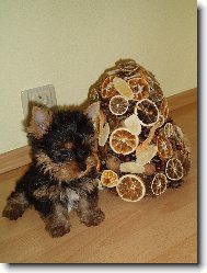 Jork��rsk� terier, Yorkshire Terrier,