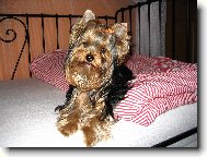 Jork��rsk� terier, Yorkshire Terrier,