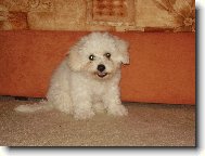 Bichon � poil fris�, Bichon Frise