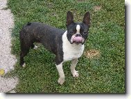 Boston Terrier