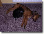 Jork��rsk� terier, Yorkshire Terrier,