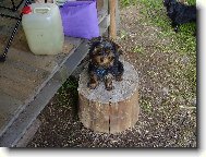 Jork��rsk� terier, Yorkshire Terrier,