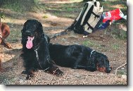 Scotch Setter, Gordon Setter