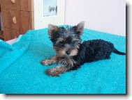 Jork��rsk� terier, Yorkshire Terrier,