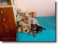 Jork��rsk� terier, Yorkshire Terrier,