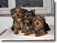 Jork��rsk� terier, Yorkshire Terrier,