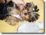 Jork��rsk� terier, Yorkshire Terrier,