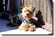Jork��rsk� terier, Yorkshire Terrier,